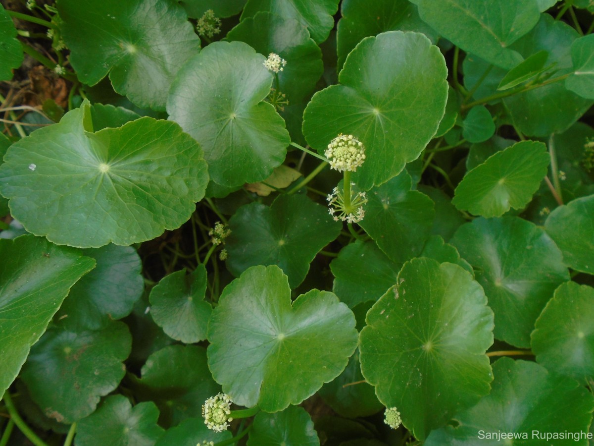 Hydrocotyle umbellata L.